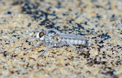 Lissoteles vanduzeei