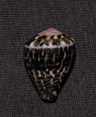 Conus chaldaeus