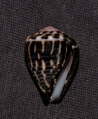 Conus chaldaeus