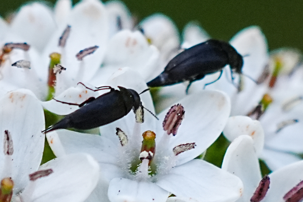 Mordella brachyura