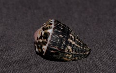 Conus chaldaeus