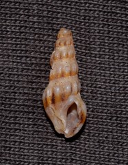 Austrodrillia angasi