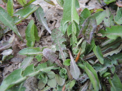 Synchytrium taraxaci