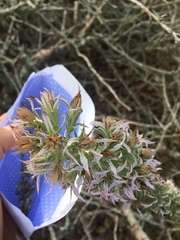 Liatris carrizana