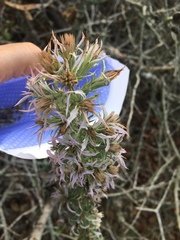 Liatris carrizana