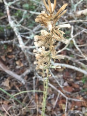 Liatris carrizana