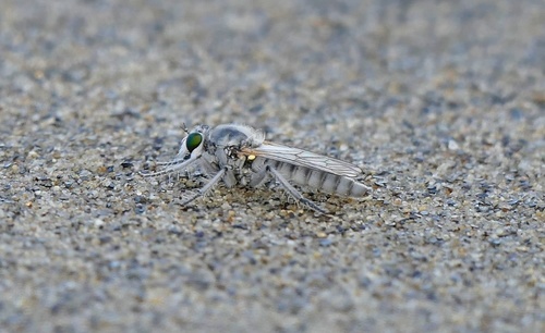 Genus Lissoteles · iNaturalist Canada