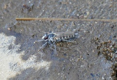 Lissoteles