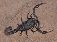 Hottentotta gentili