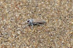 Lissoteles