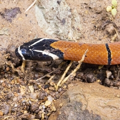 Kellog's Coral Snake photo 2