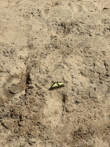 Canadian Tiger Swallowtail