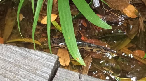 African snakehead (Parachanna africana) — Channidae