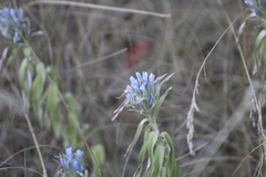 Amsonia ciliata