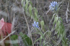 Amsonia ciliata