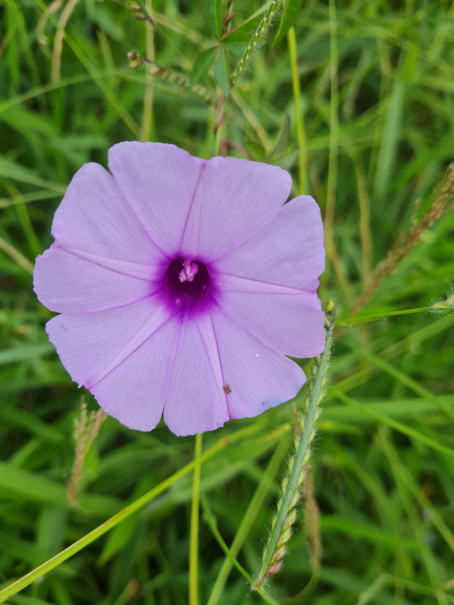 Ipomoea cairica