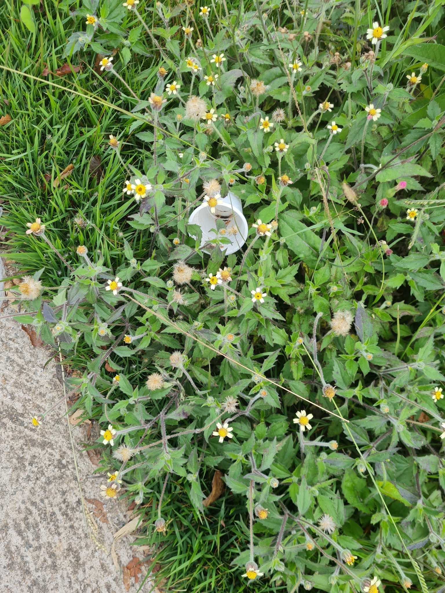 Tridax procumbens