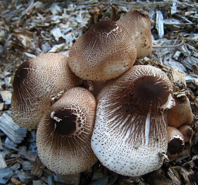 Leucoagaricus Americanus Leap Fungi · Inaturalist