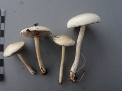 Agrocybe molesta