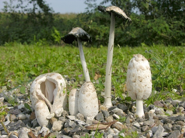 Guide des Champignons de France et d'Europe [Guide to the Mushrooms of  France and Europe]