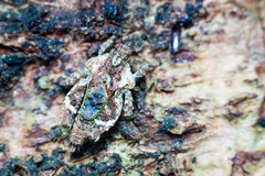 Eurymorphopus bolivariensis