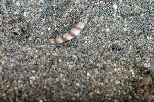 Amblyeleotris ogasawarensis observed 2025-06-22