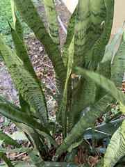 Sansevieria trifasciata
