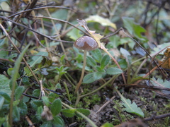Panaeolus guttulatus