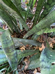 Sansevieria trifasciata