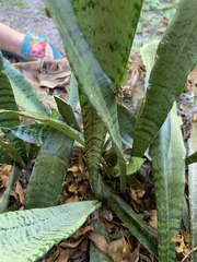 Sansevieria trifasciata