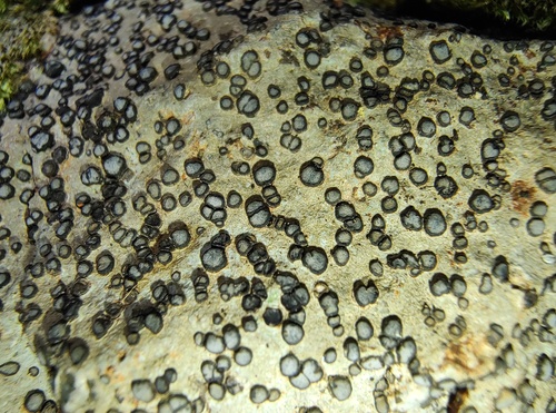 Porpidia albocaerulescens