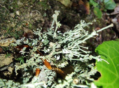 Cladonia scabriuscula