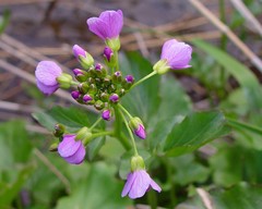 Cardamine raphanifolia