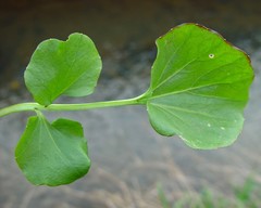 Cardamine raphanifolia