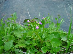 Cardamine raphanifolia