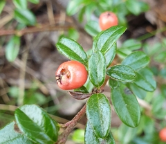 Cotoneaster × suecicus
