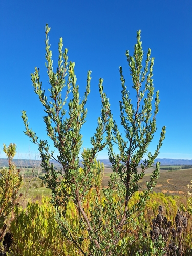 Wedge Caperose (Cliffortia cuneata)