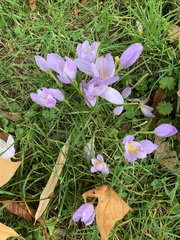 Crocus kotschyanus