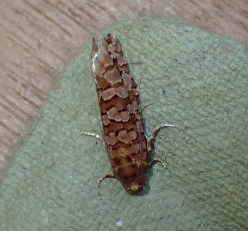 Orange Pine Tortrix, Amsterdam-Noord, Amsterdam, Netherlands, photo 5 of 10