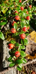 Cotoneaster × suecicus