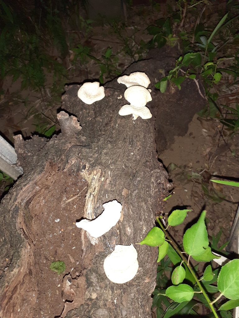Lentinus squarrosulus · June 2025 · photo: © atakigawa (iNaturalist, cc-by)