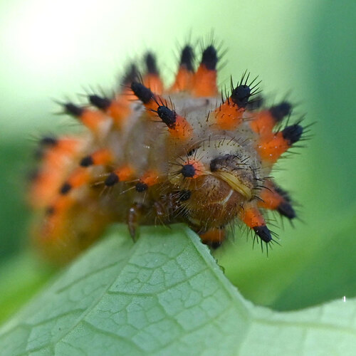 Southern Festoon, Austria, photo 6 of 10