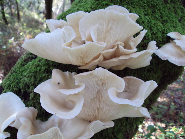 Fake Double Oyster Mushroom