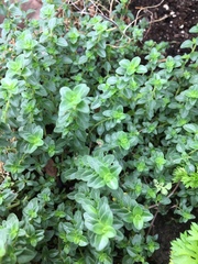 Thymus × citriodorus