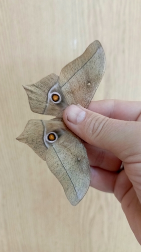 Imbrasia epimethea