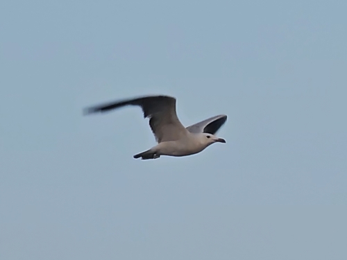 Avistamiento Gaviota de Audouin