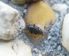Saldula saltatoria