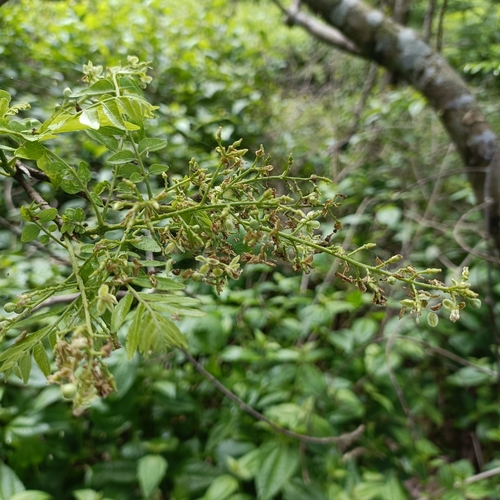 Clausena excavata