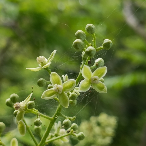 Clausena excavata