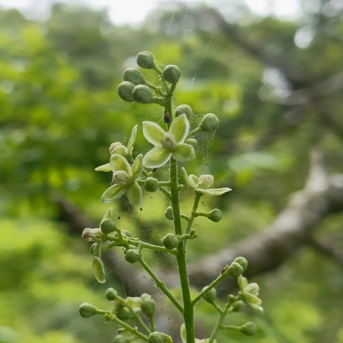 Clausena excavata